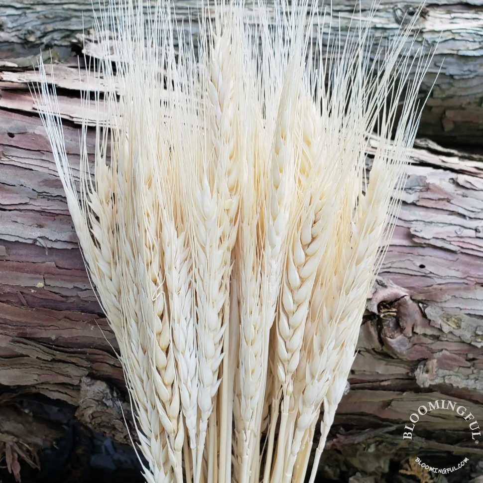 Dried Wheat Stems