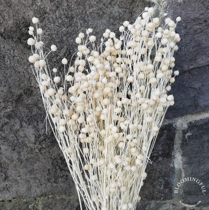 Flax Linum Flowers