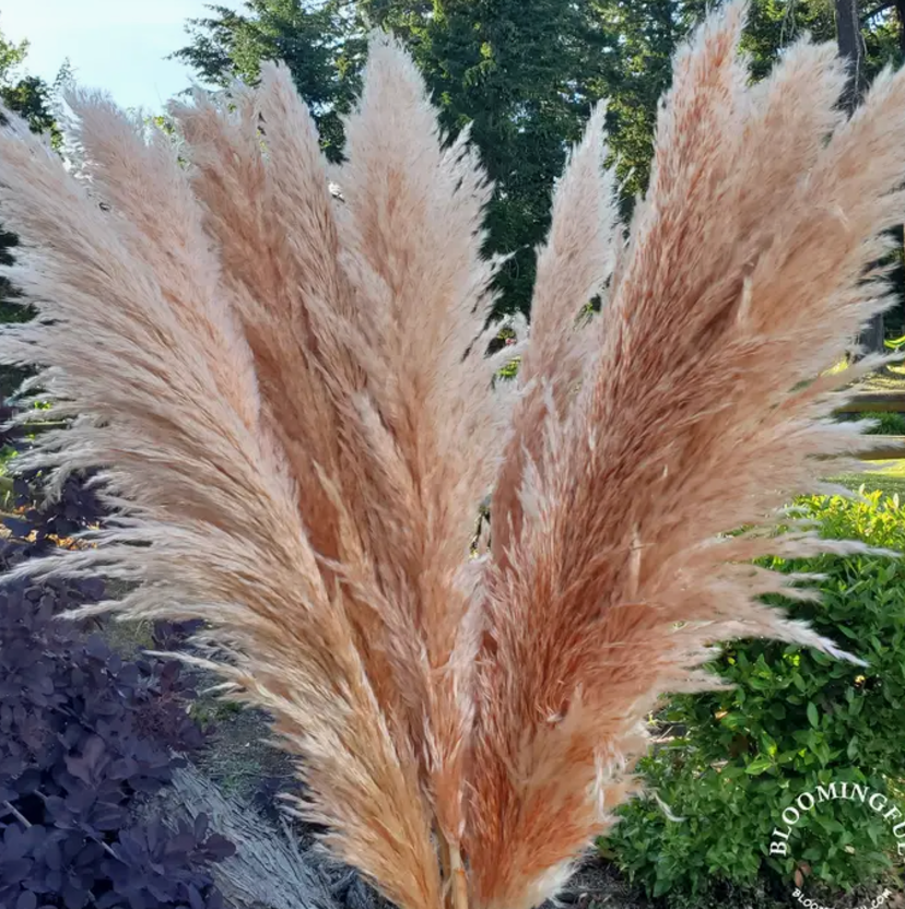 Orange Terracotta Pampas