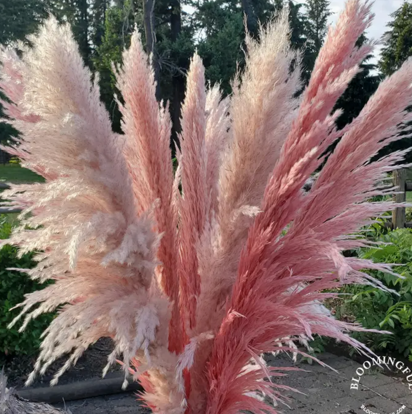 Pink Rose Pampas