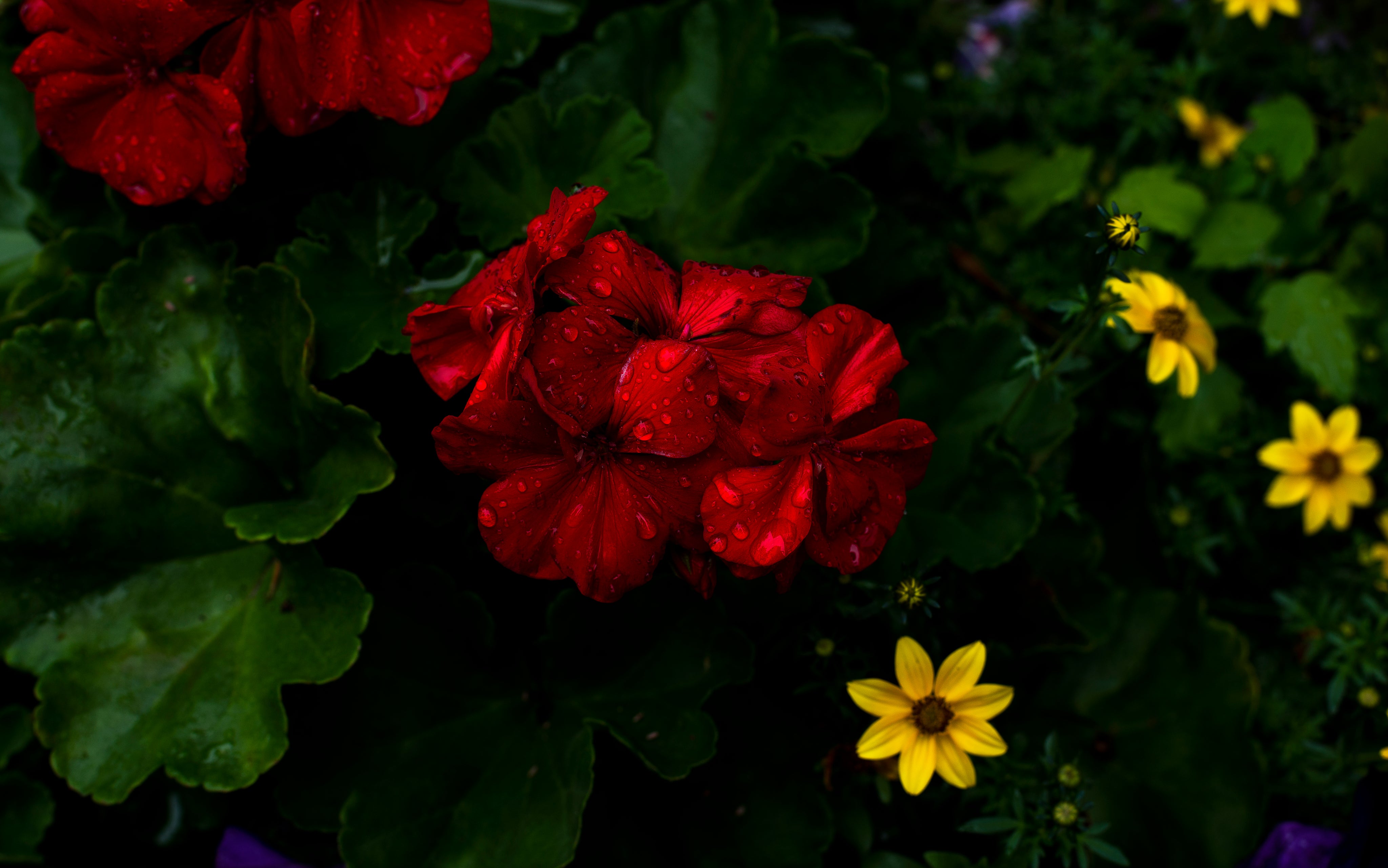 bright-red-and-yellow-summer-flowers.jpg