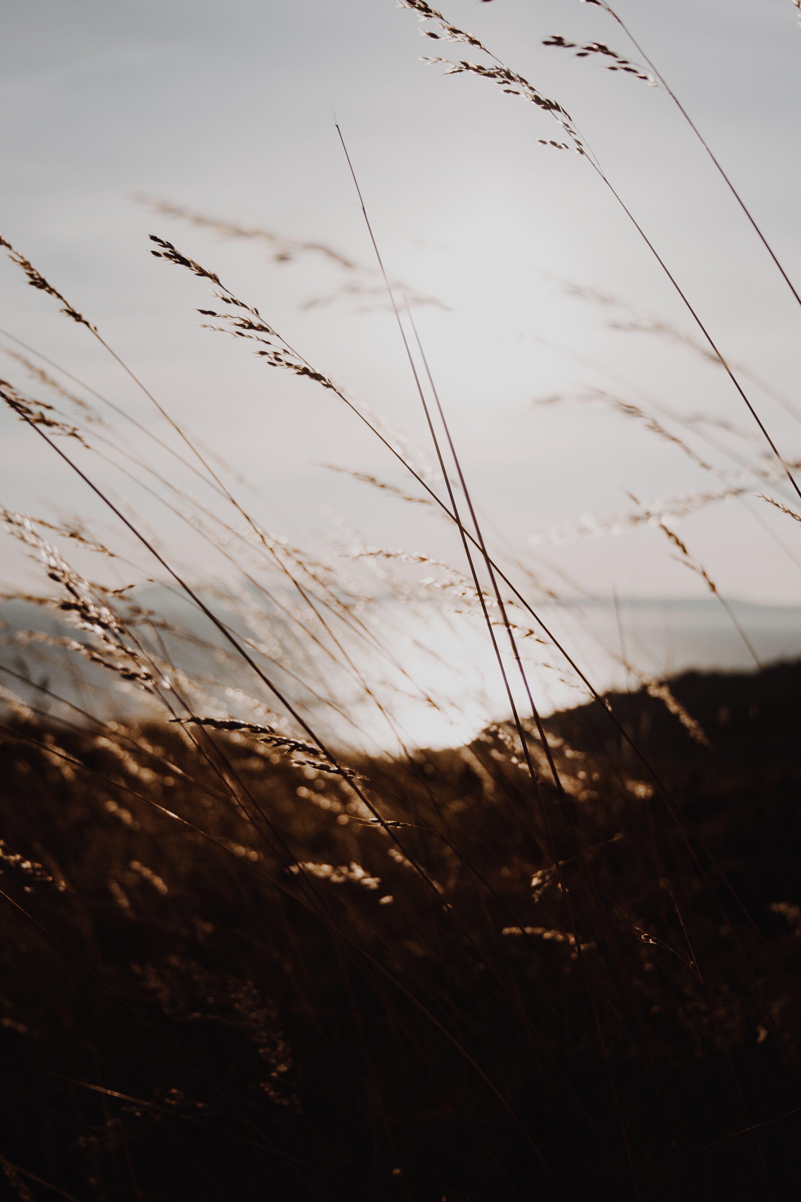 close-up-of-wheat-field-at-sunset.jpg